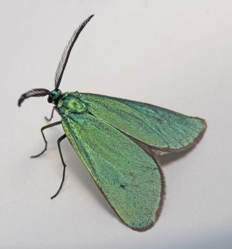 Jordanita sp.